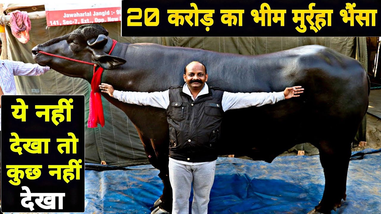 20 Crore Ka Bheem भैंसा | Murrah Bull at PDFA 2019 | Amazing Strongest Murrah Bull Of World