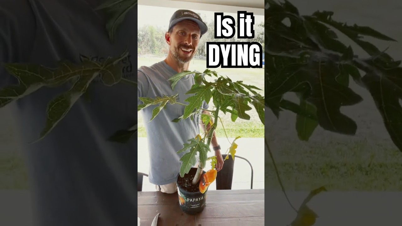 👉 Why I Crushed My Papaya Leaf With a Garlic Press