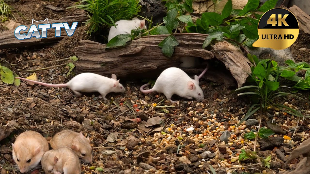 [NO ADS, NO AI] CAT TV 😺 _______ For Cats to Watch 🐭 4K HDR 60FPS