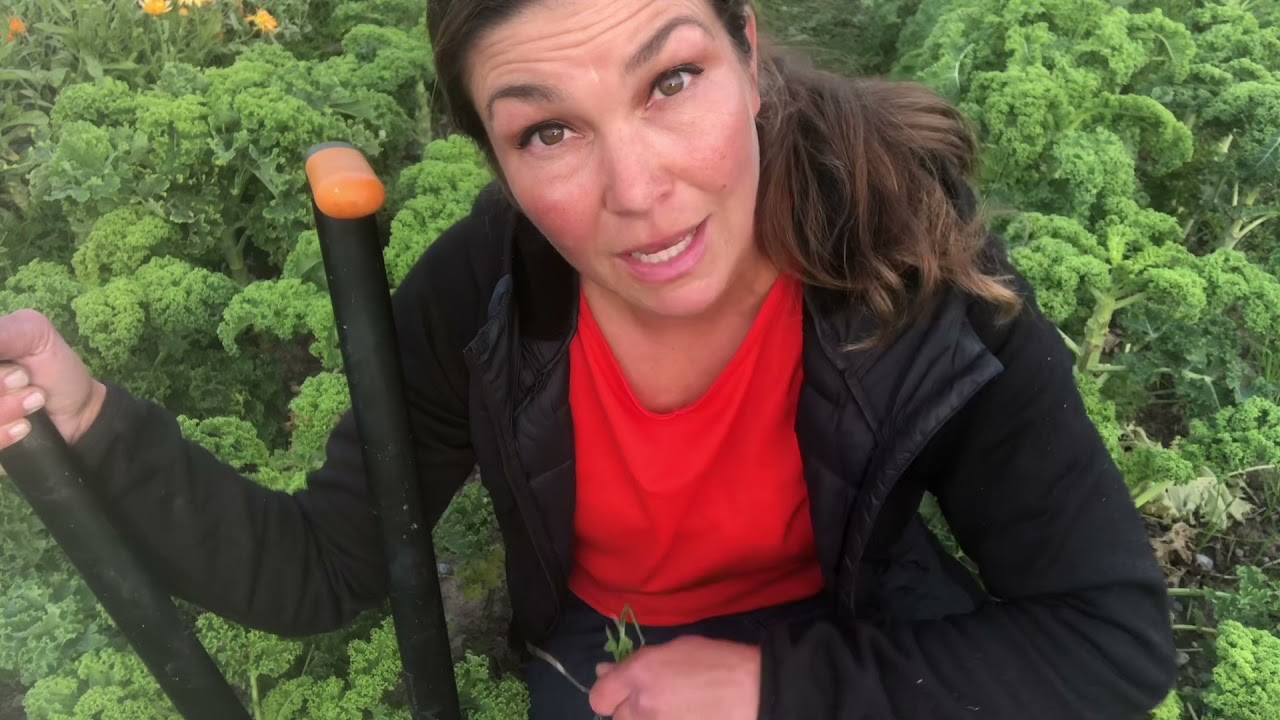 Odla tillsammans med djur och natur, smarta odlingstekniker med Jessica Lyon @OdlingsTV