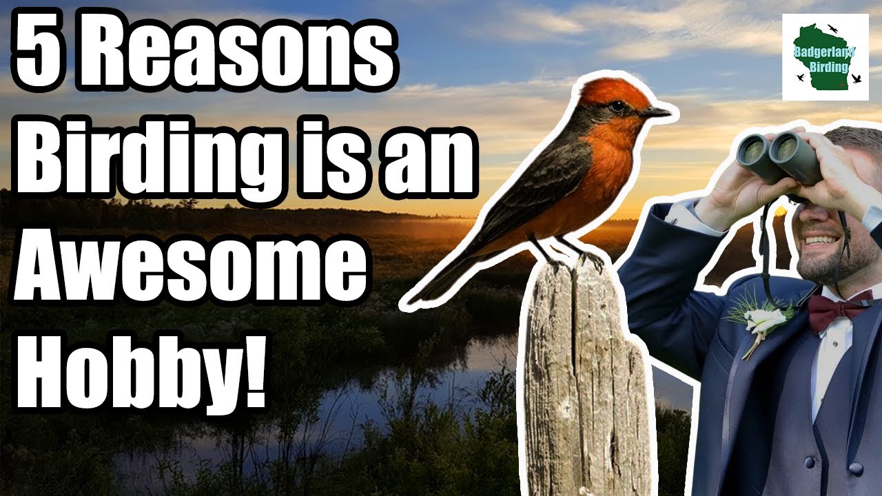 5 Reasons Why Birding is an Awesome Hobby!