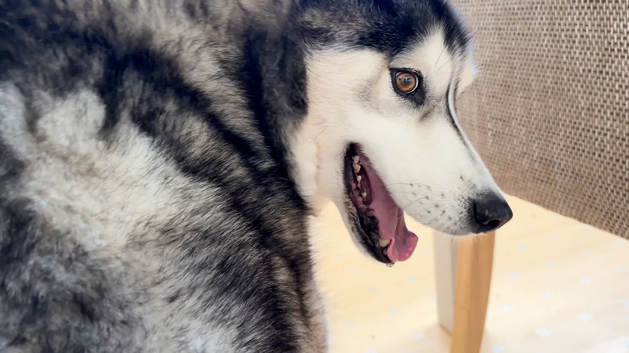 My Husky Was Too Distracted! He Didn’t See me Coming!