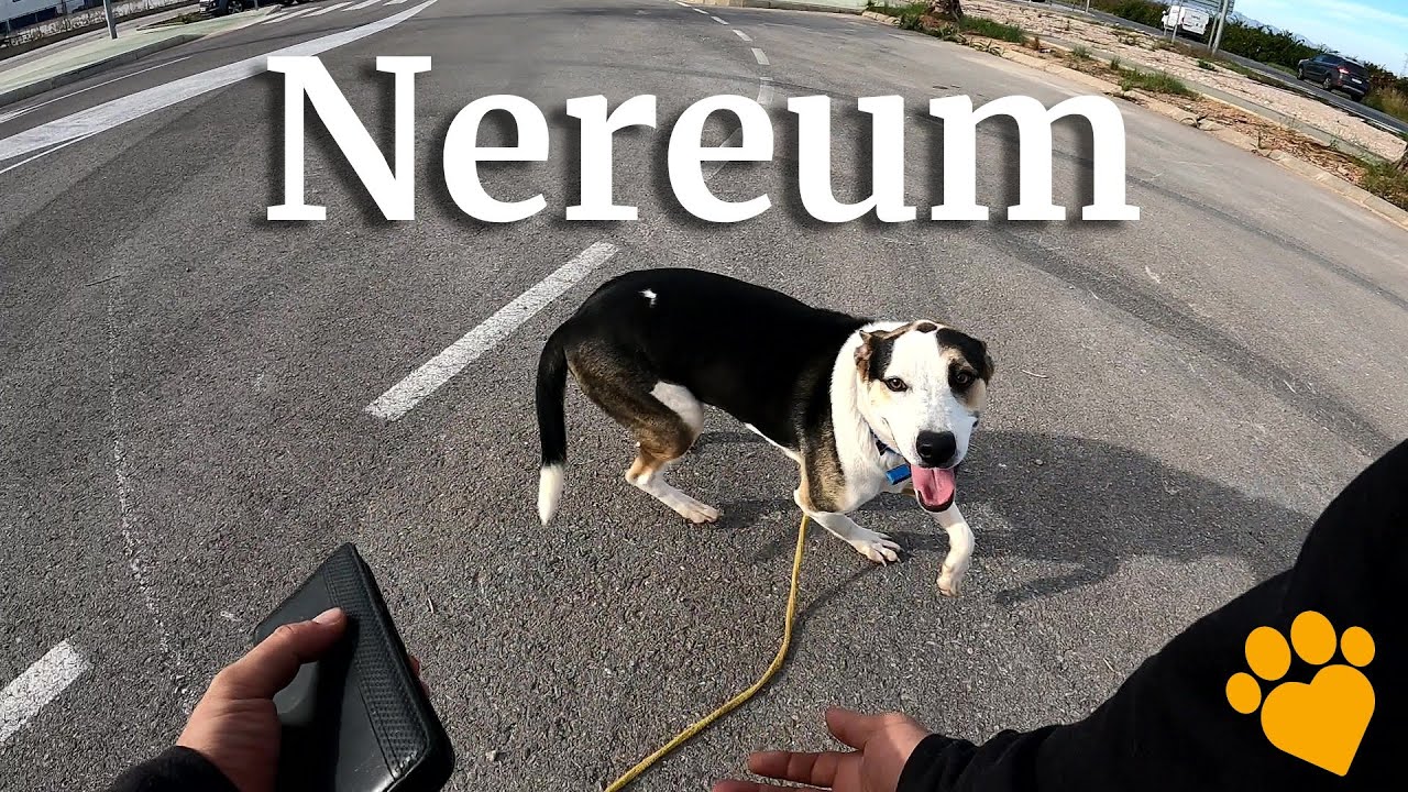 Nereum en adopci&oacute;n responsable en Modepran Carlet, Espa&ntilde;a