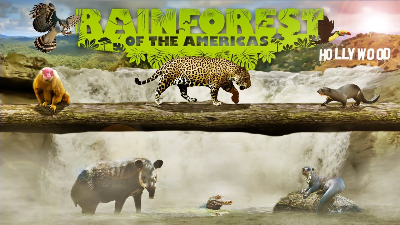 Zoo Tours Ep. 50: The Rainforest of the Americas | The Los Angeles Zoo