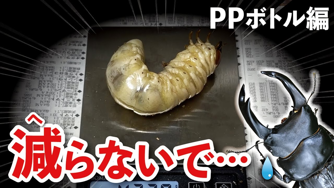 過去最大のオオクワガタ幼虫はどうなった？！最後の菌糸ボトル交換！PPボトル編
