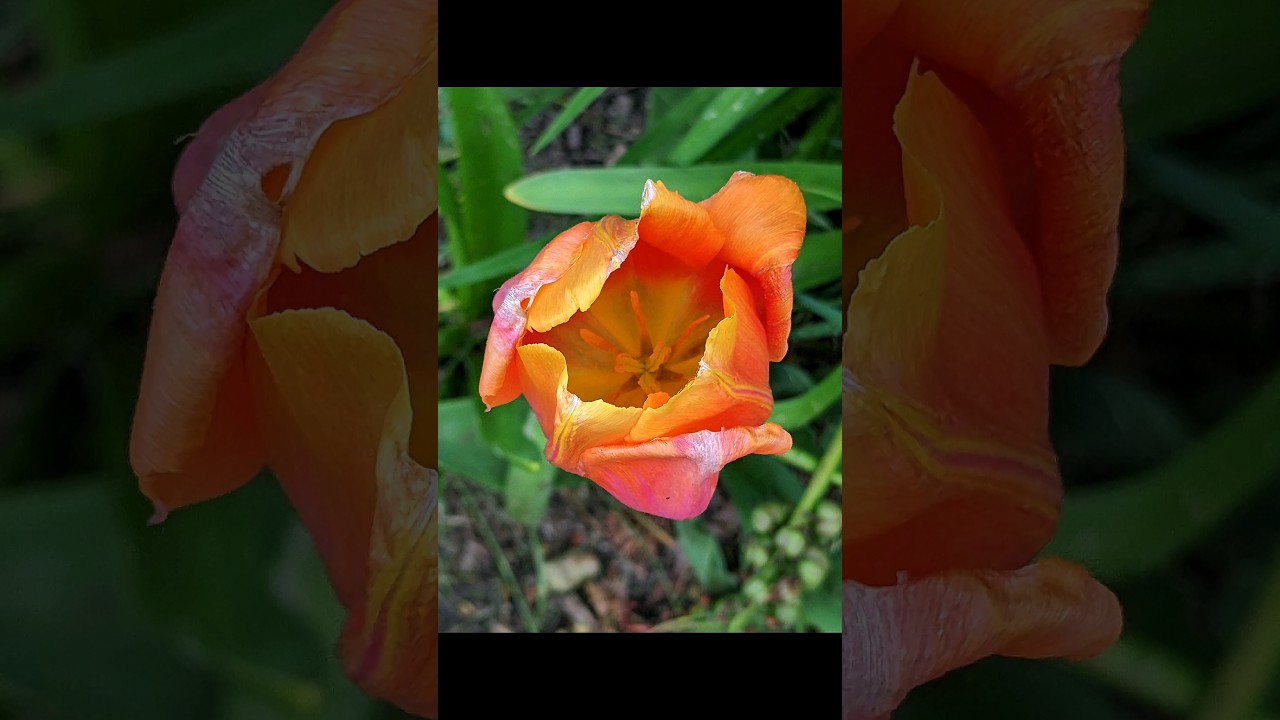 What an absolute beauty! 😍 #flowerphotography #flowers #spring  #photography #ohio  5-1-24