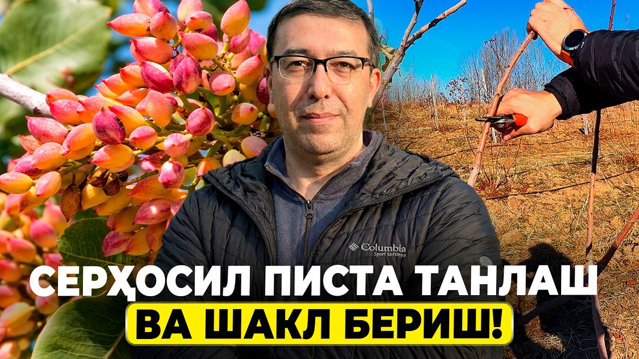 ПИСТА ЕТИШТИРИШДАГИ ЯШИРИН ҲАҚИҚАТЛАР! | ШУҲРАТ АБРОРОВ #shuhratabrorov #pista #kesish #shaklberish