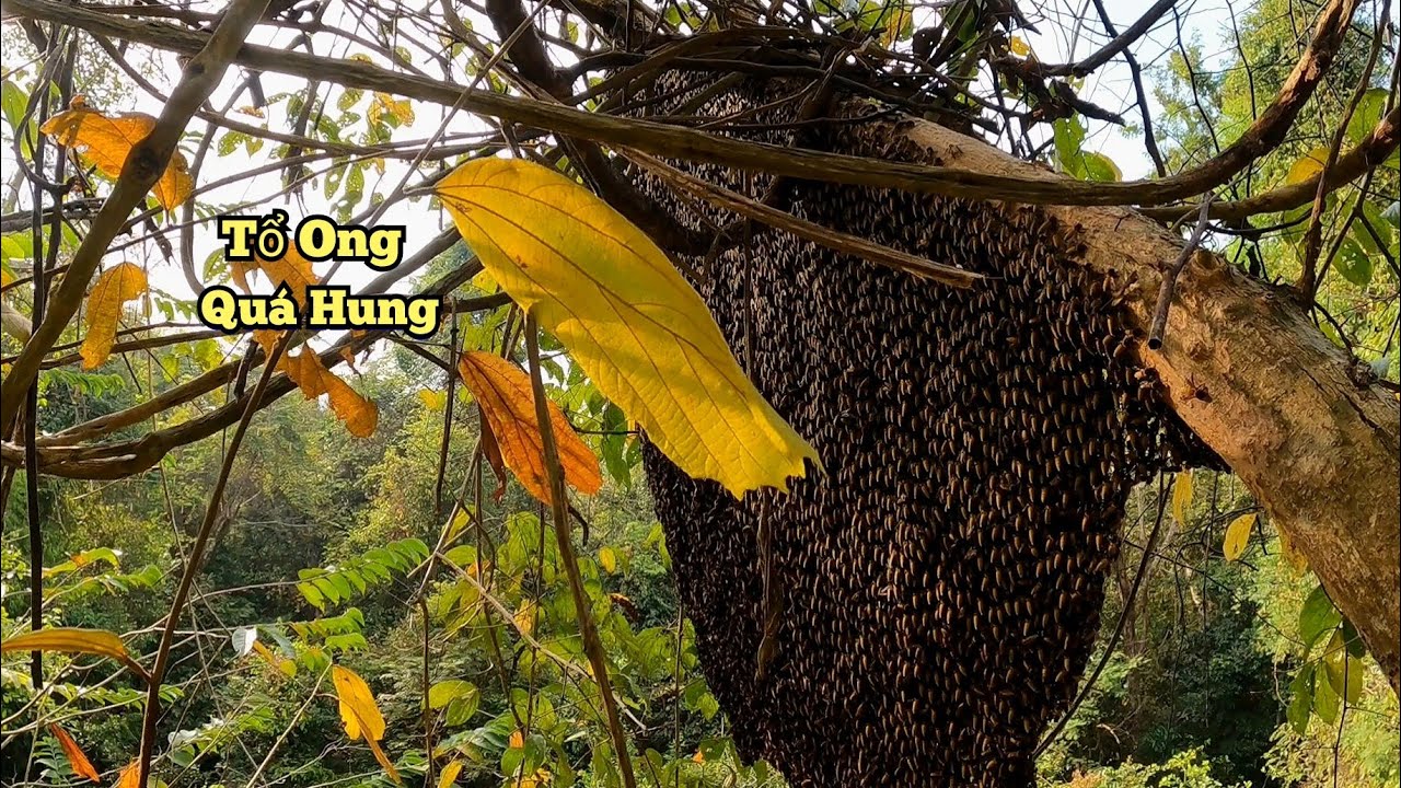 Tổ Ong Đống Ngây Đường Không Ai Phát Hiện Bầu Mật Trám Vôi Chạy Kèo.
