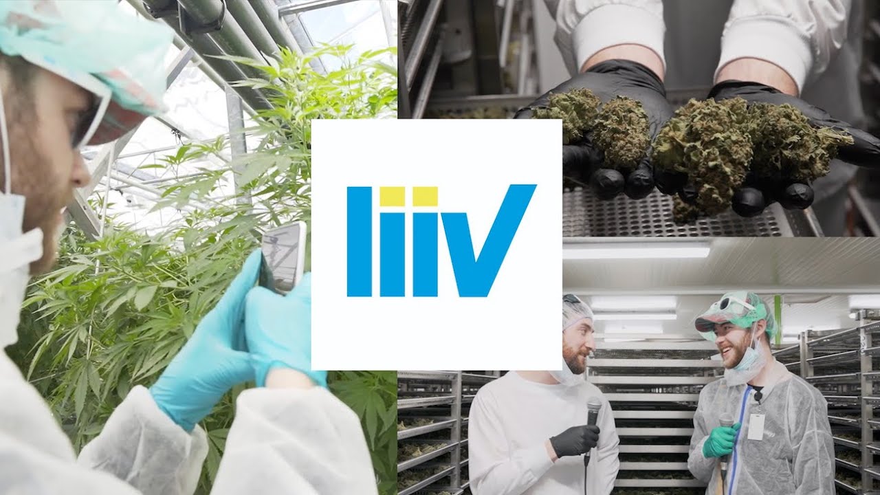 TOUR OF THE MASSIVE LIIV CANNABIS HARVEST FACILITY - Drew Yorke Show