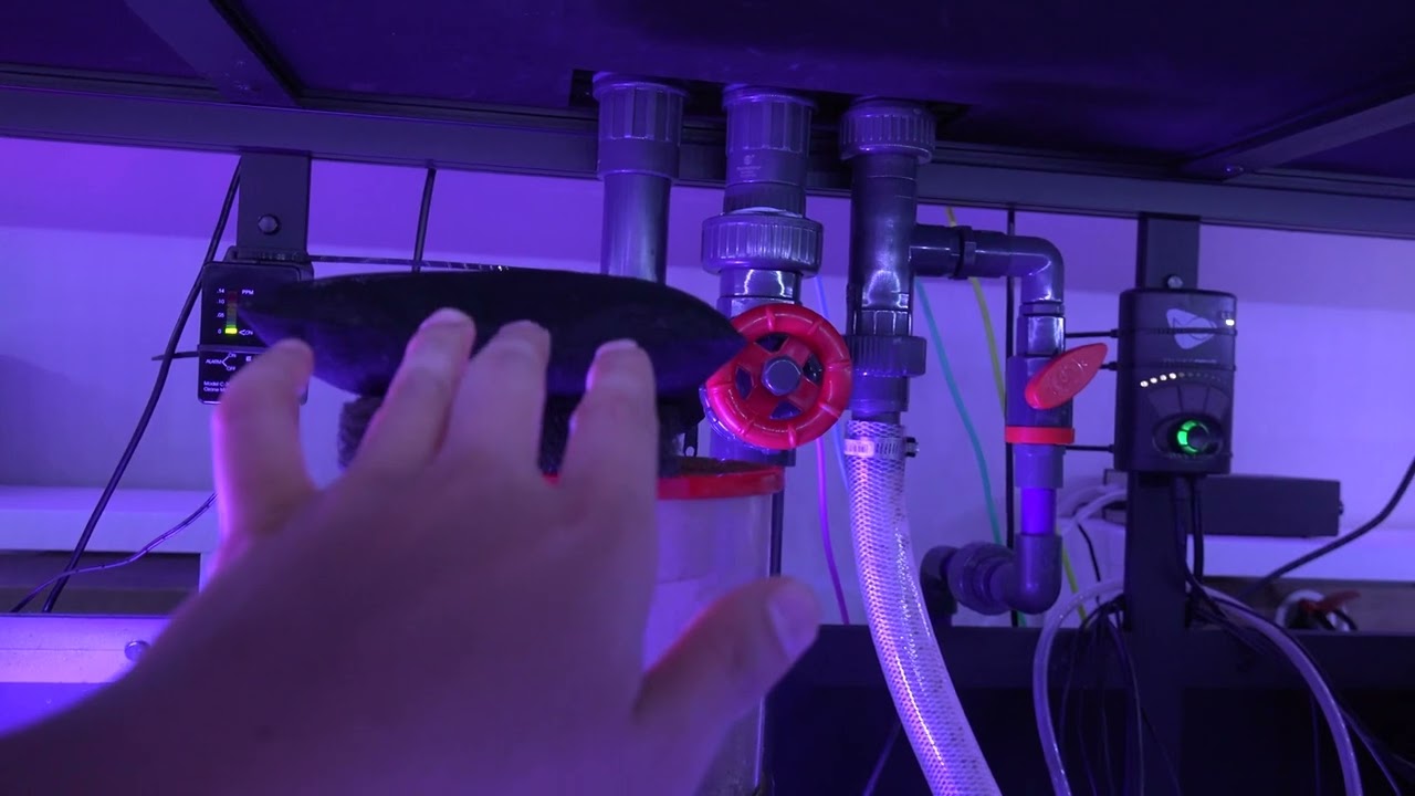 Waterbox Infinia Frag 175.6 | Ozone setup (Sump makeover, less algae, new livestock addition)
