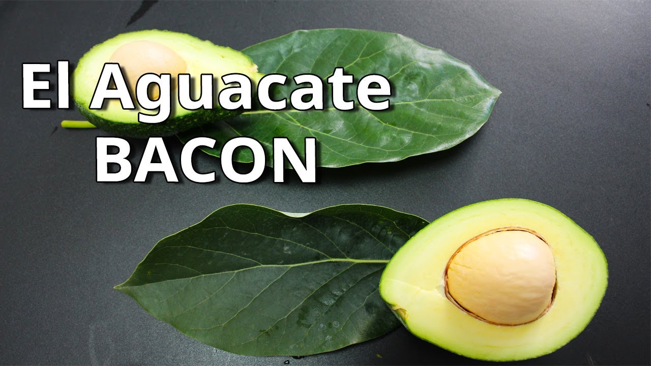 🥑 Curiosidades del Cultivo del Aguacate en España... ▶ Guía del Aguacate Bacon.