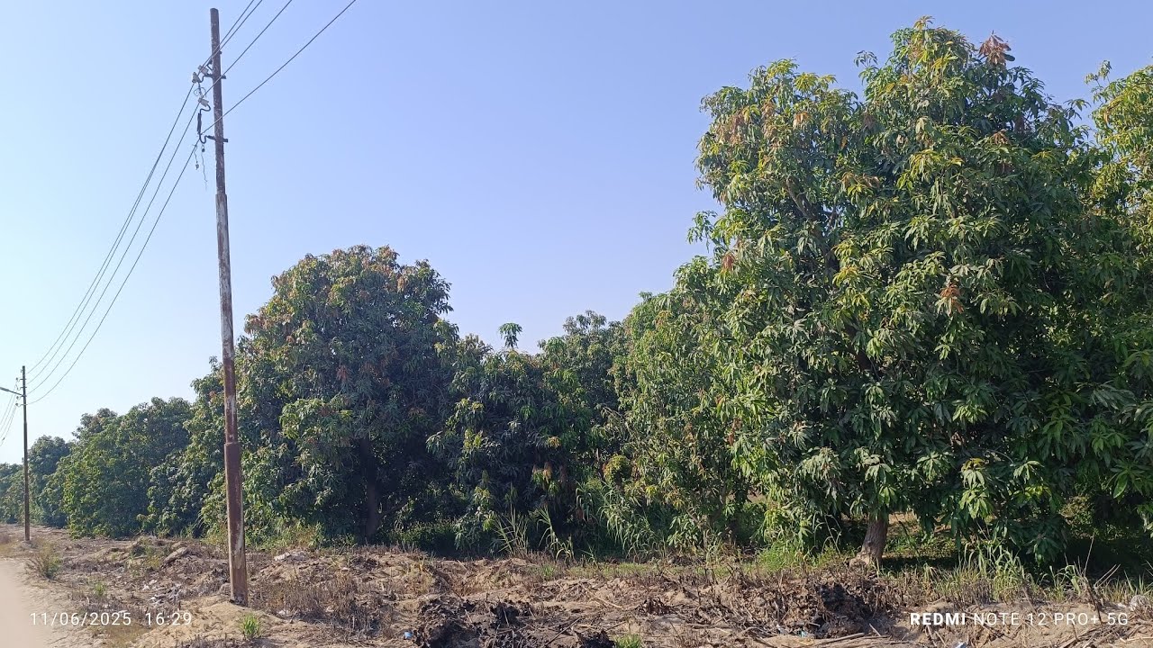 40 فدان ملك بيشربوا ميه نيل جمعيه العاشر طريق اسماعيليه الصالحيه#بيع #مزارع #وعقارات #واراض #ازراعي