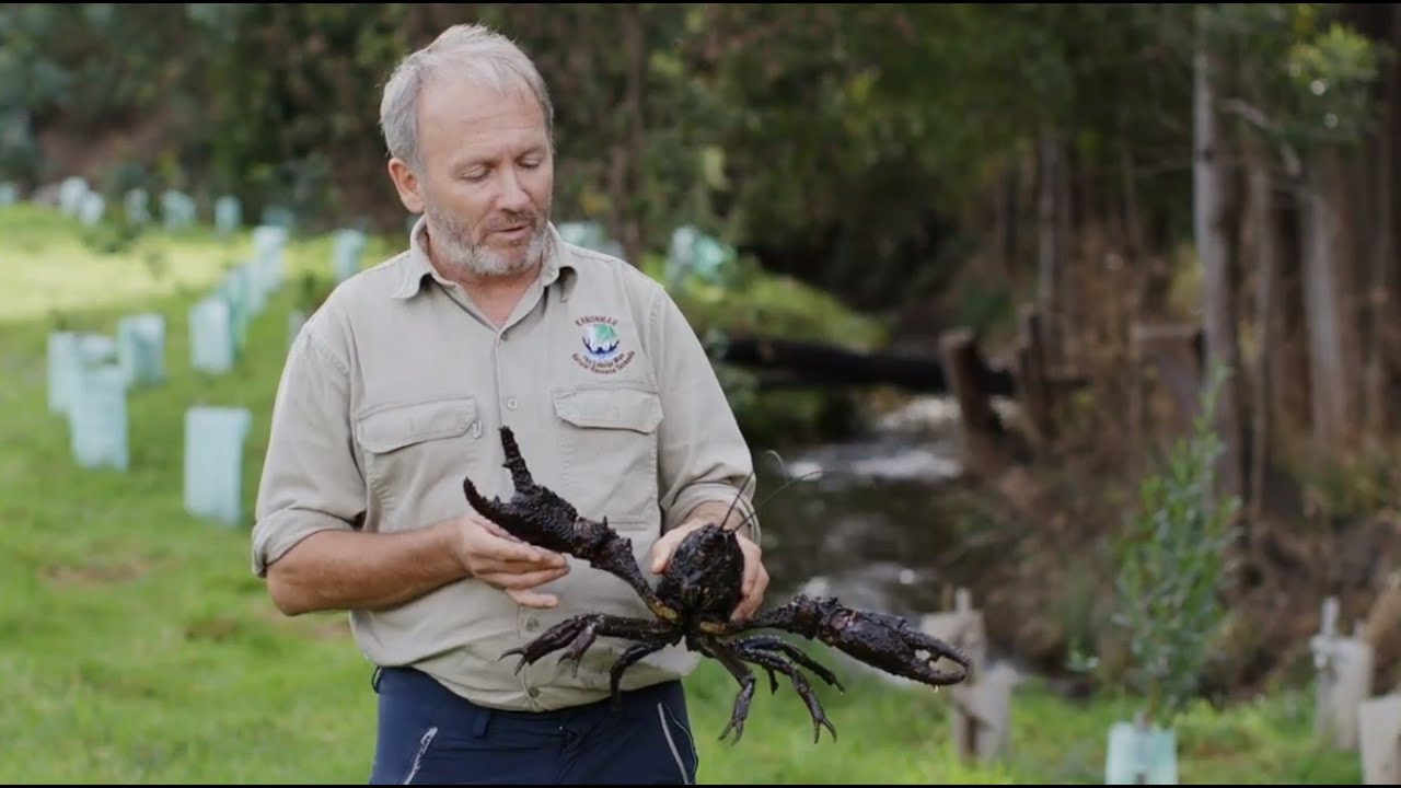 Recovering Populations of Tasmania's Giant Freshwater Crayfish