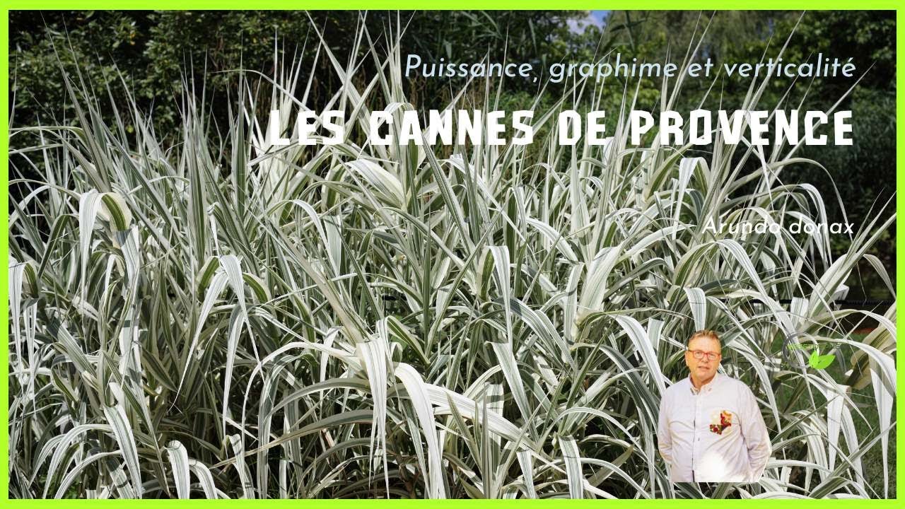 Arundo, la canne de Provence #arundo #cannedeprovence #vegetosphere #bamboo #bambu