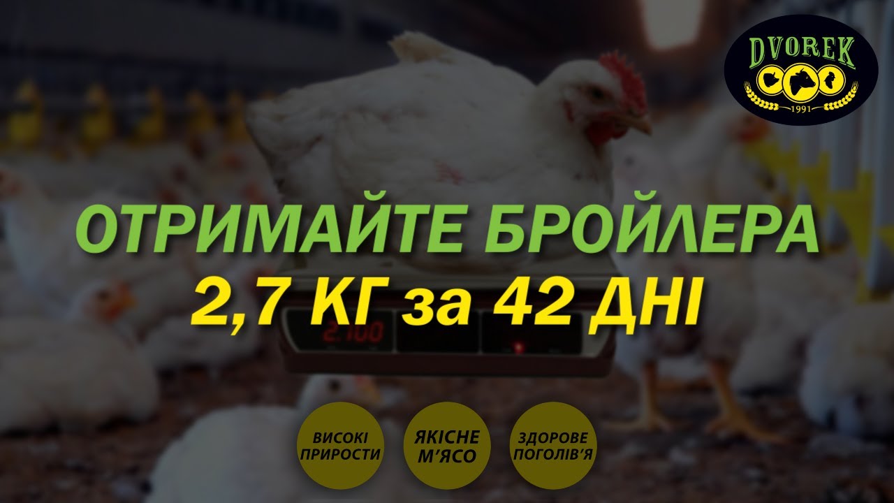 Чем Кормить Бройлеров - Корм для Бройлеров