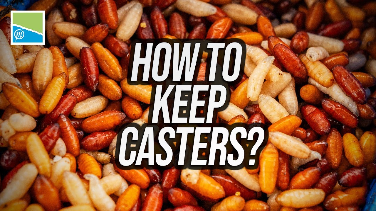 How To Keep and Maintain Casters | Will Freeman