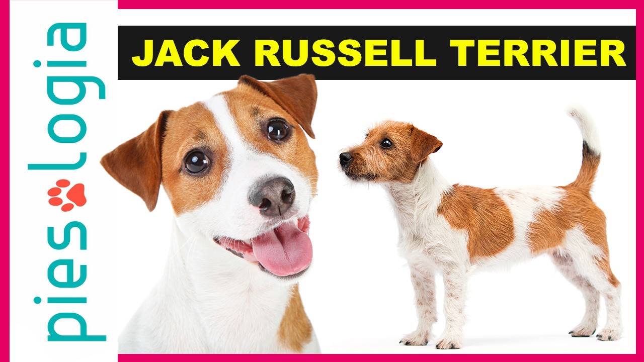 Atlas Ras Psów - Jack Russell Terrier