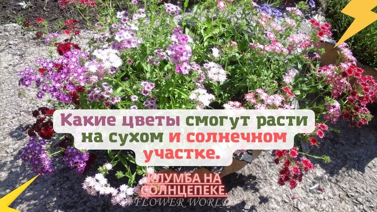 Какие цветы смогут расти на сухом и солнечном участке. Клумба на солнцепеке.🥀🌾🌵