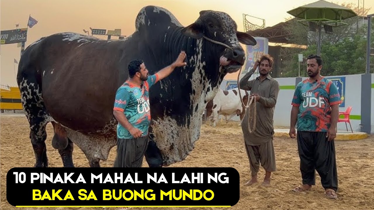 10 Pinaka Mahal at Pinaka Kakaibang Baka sa Buong Mundo | Part 2