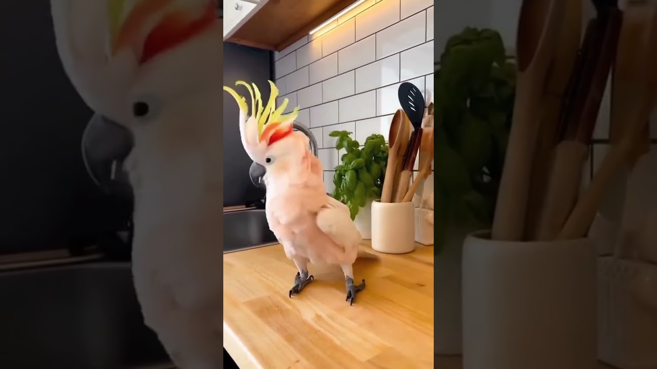 Mohawk bird loses it when the music turns up #cockatoo