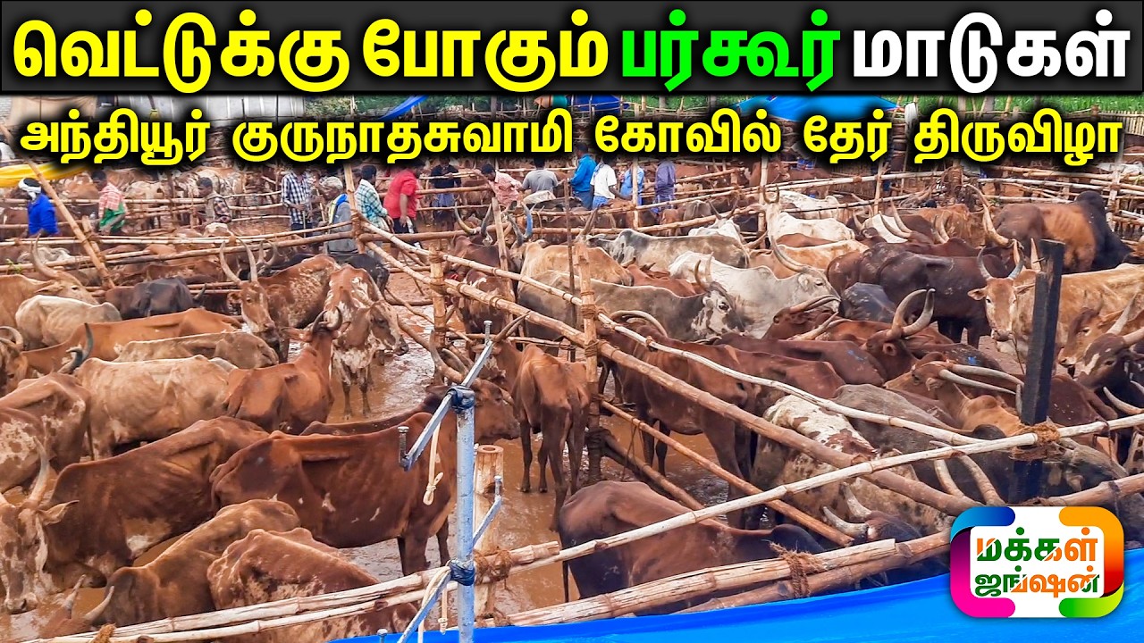 அந்தியூர் சந்தையில் வெட்டுக்கு போகும் பர்கூர் இன நாட்டு மலை மாடுகள், Rs.15000 பர்கூர் மலை மாடுகள்