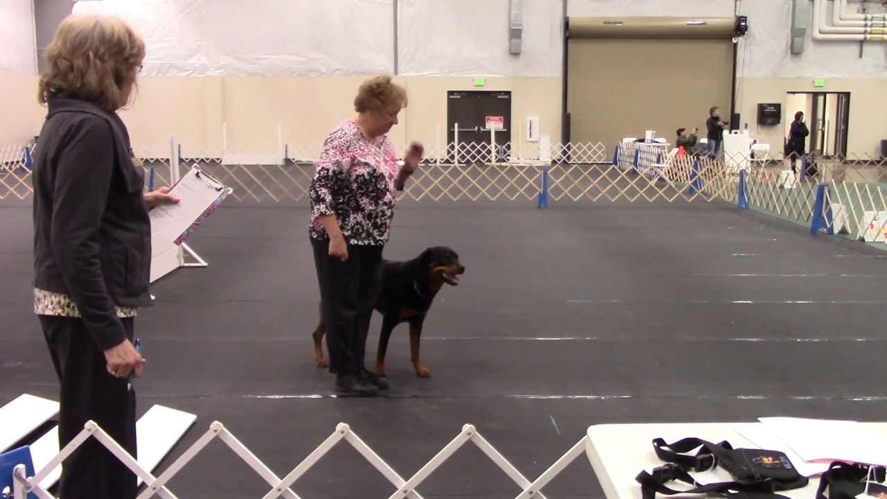 2019-05-01 Rottweiler AKC Obedience. American Rottweiler Club Natl Specialty