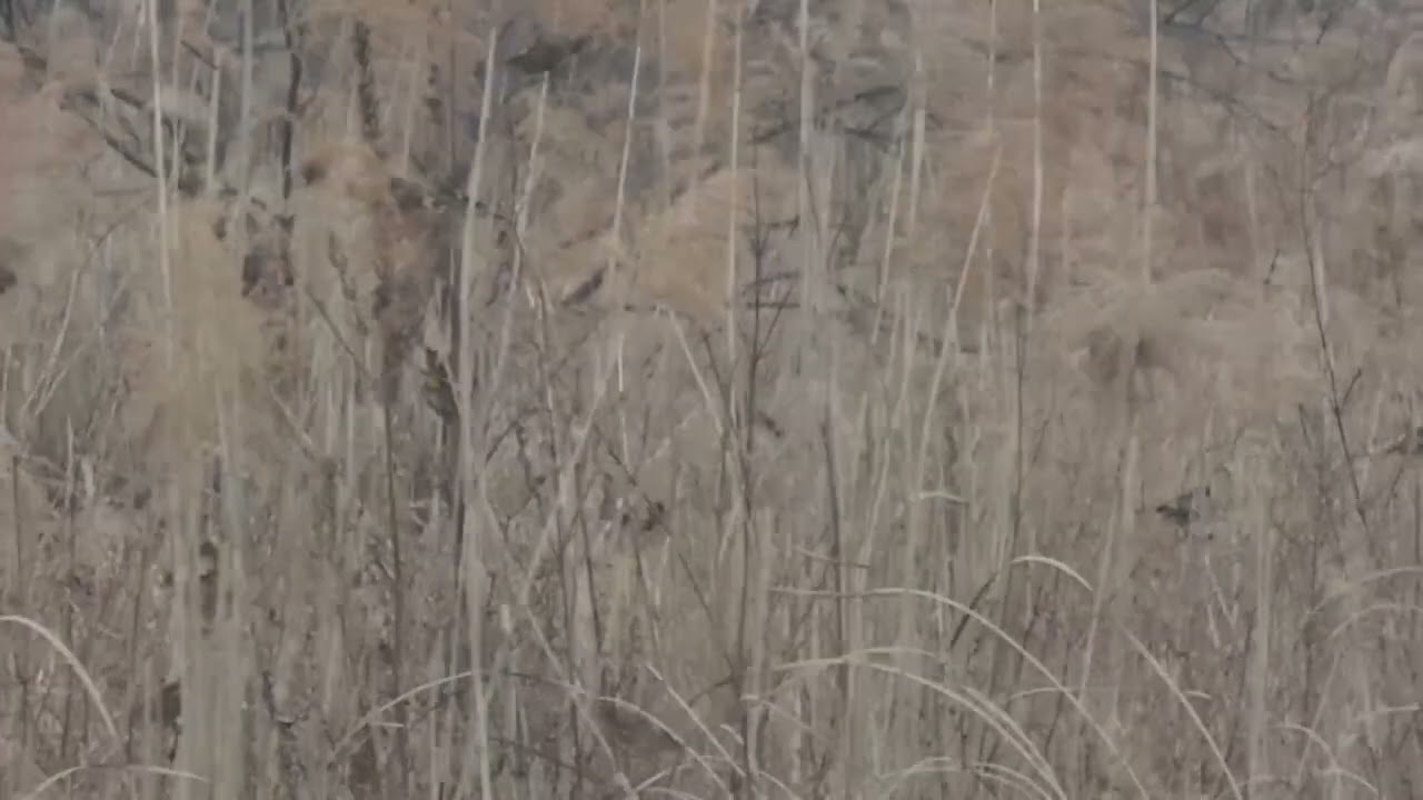 작은새. 처음 보는 무리입니다.