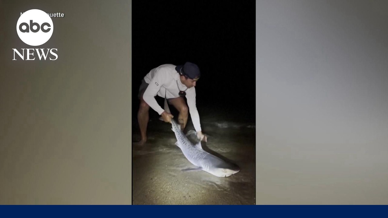 Tiger shark caught in New England waters sparks concern