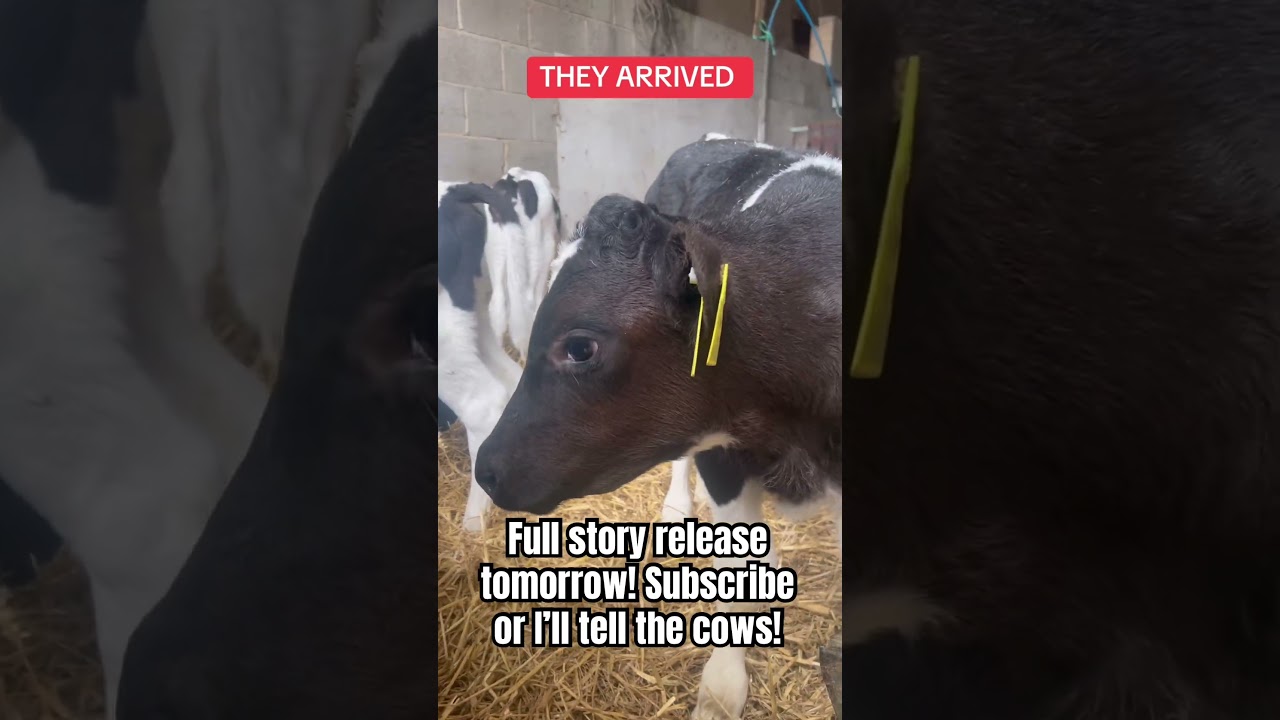 Meet Our New Calves 🐄