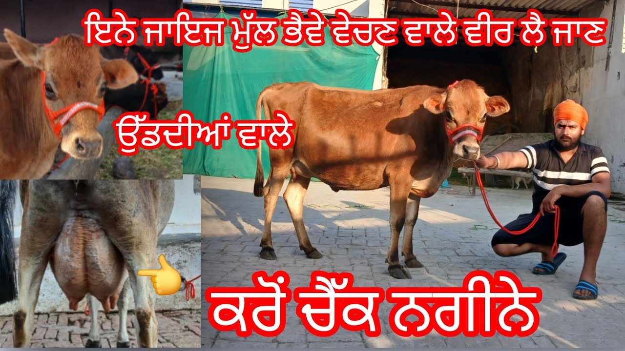 ਸਾਹਿਬ ਸਿੰਘ ਲੈ ਆਇਆ ਟੋਪ ਦੇ ਨਗੀਨੇ ਮੁੱਲ ਵੀ ਉੱਡਦੀਆਂ ਵਾਲੇ /cow for sale/cheema dairy farm 