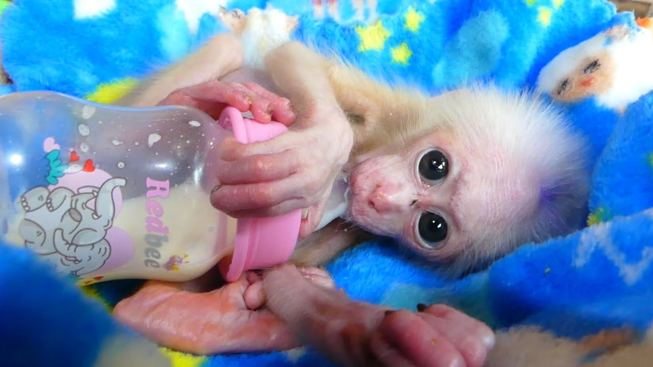 Baby Monkeys Getting Bottle Fed Will Melt Your Heart