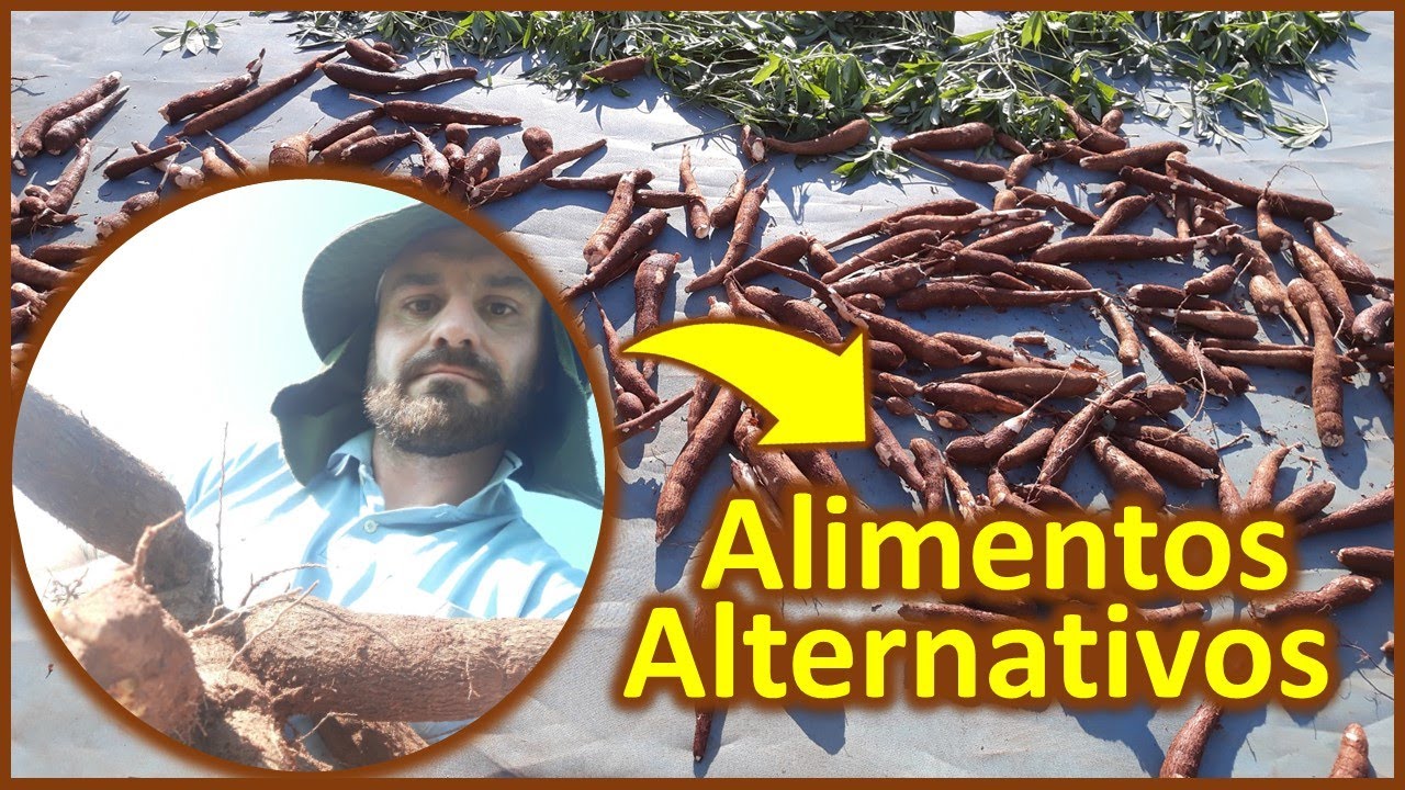 ALIMENTOS ALTERNATIVOS para AVES: como fazer ração para galinhas com ingredientes mais baratos