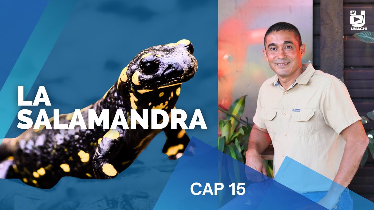 La Salamandra: el Animal que regenera su Cuerpo | Conectando con la Ciencia | Capítulo 15.