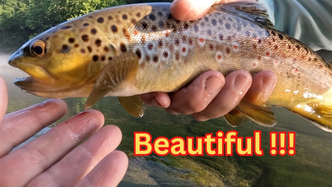 Trout Fishing made SIMPLE and EASY!! / South Holston river.