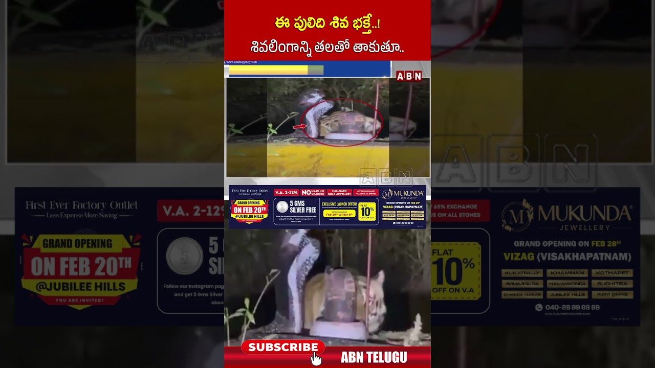 ఈ పులిది శివ భక్తే  ! శివలింగాన్ని తలతో తాకుతూ #viralvideo #taigar #abn