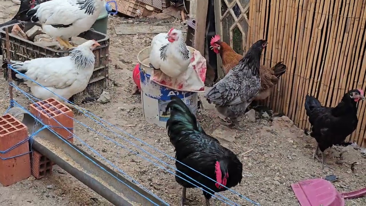 لفرارج.ديال.سوللت.الحرين.لبيع.0681611845