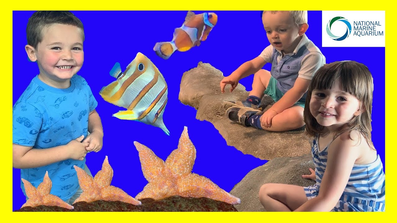 FUN trip to the National Marine Aquarium | Educational and Fun Day Out for the Whole Family!