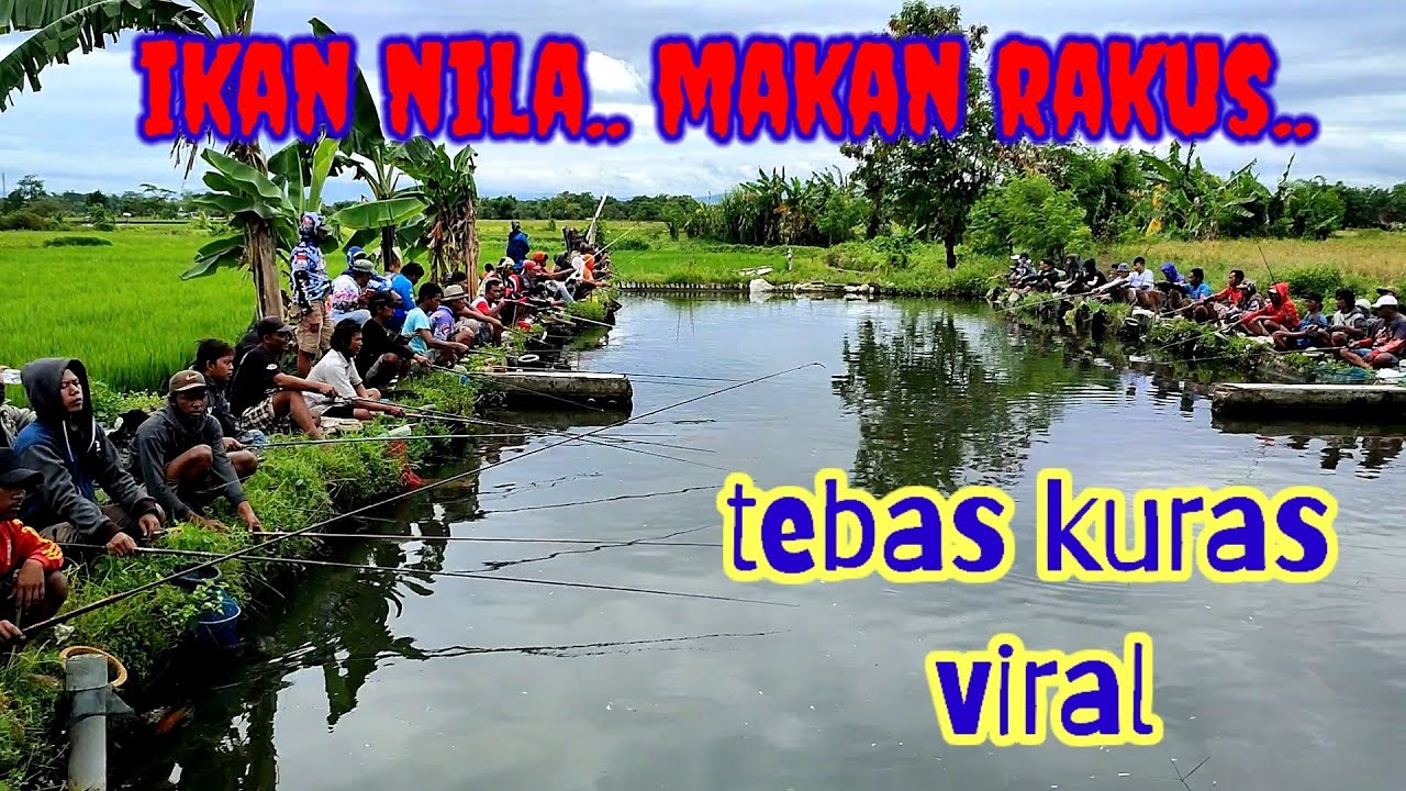mancing viral, ikan makan rakus. // tebas kuras daerah wisata ponggok , klaten..