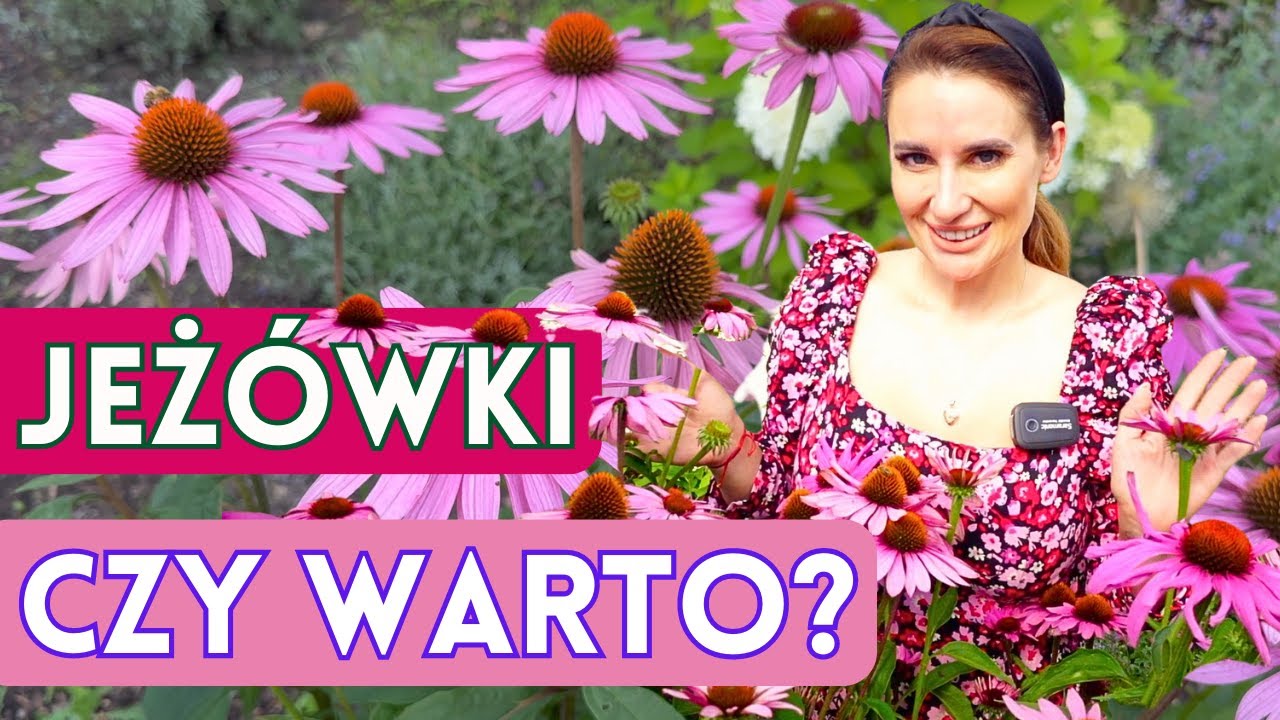 JEŻÓWKI - bezobsługowa bylina! Czy warto? Która odmiana jeżówek jest najlepsza?