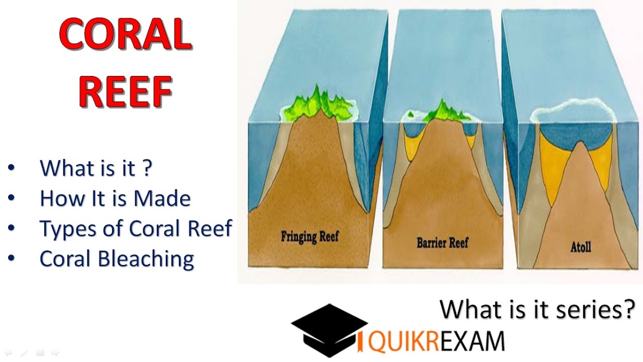 What is coral reef and coral bleaching || Quikr Exam