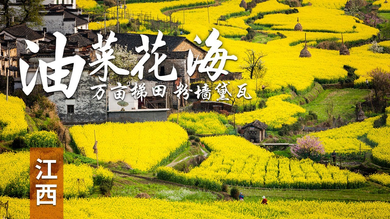 【江西婺源：油菜花海】油菜花海怎么看？”一高二坐三近“，中国四大花海之一，油菜花海与远山近水粉墙黛瓦相映成趣  | 中华地图