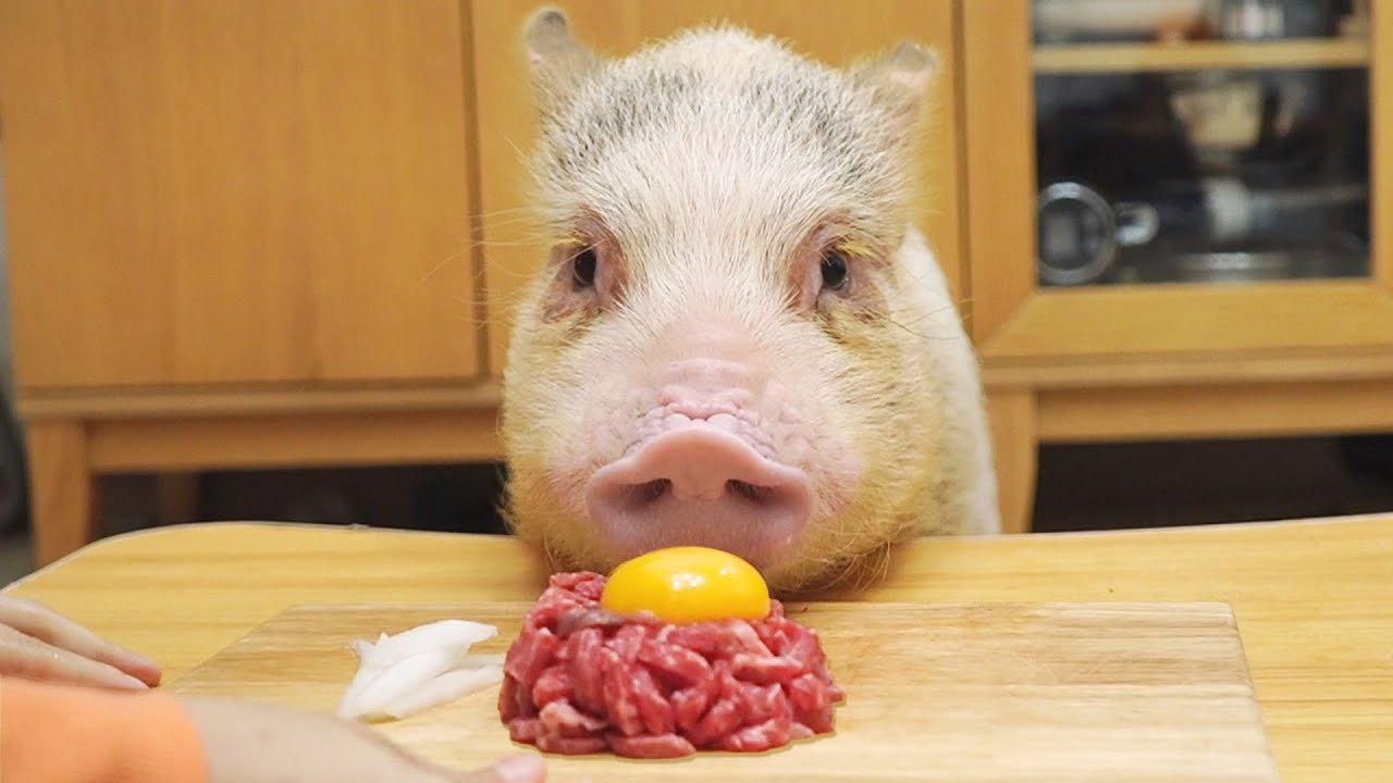 Mini Pig and Cat's beef tartare mukbang ASMR
