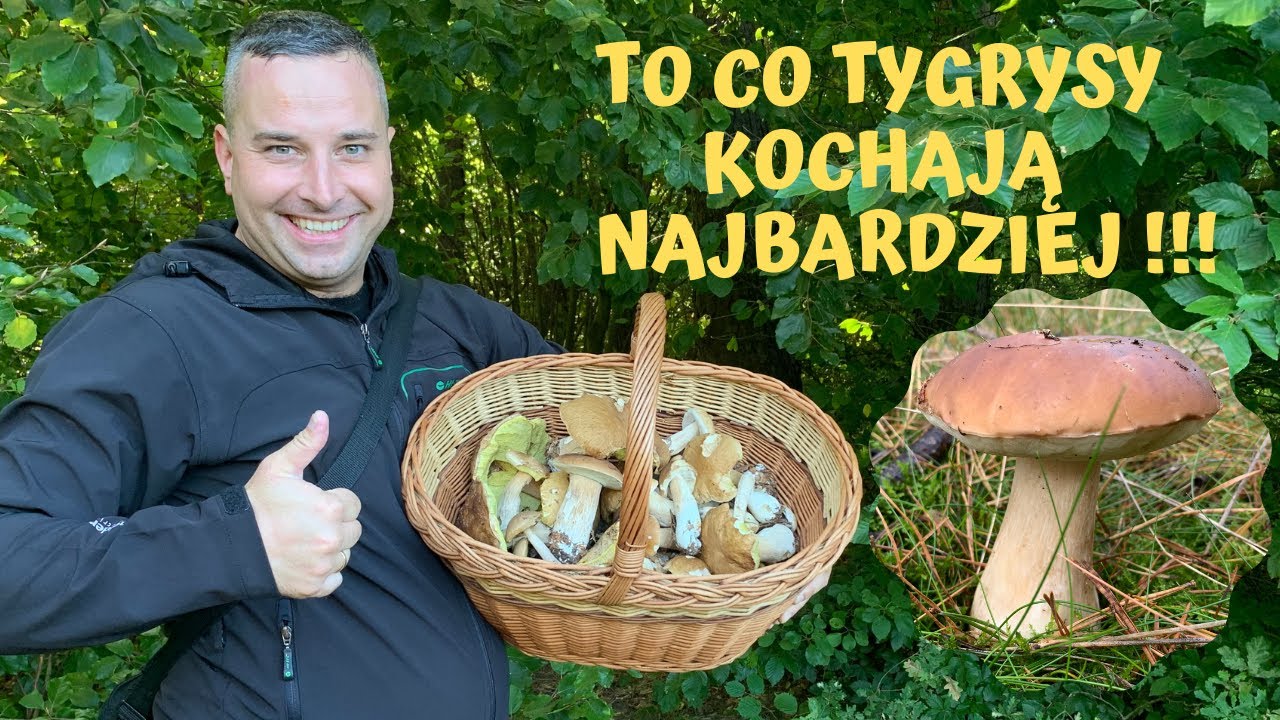 WOW! Borowiki jak marzenie - cudowne chwile w lesie // woj. pomorskie 18.09.2020