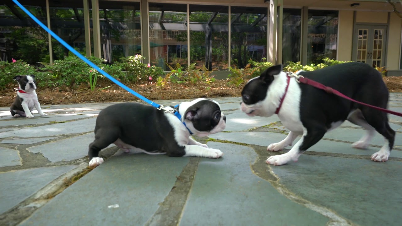 Boston Terrier Nationals 2020 Announcement
