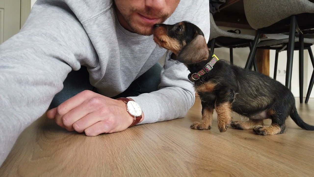 Puckdeteckel, the Amsterdam dachshund