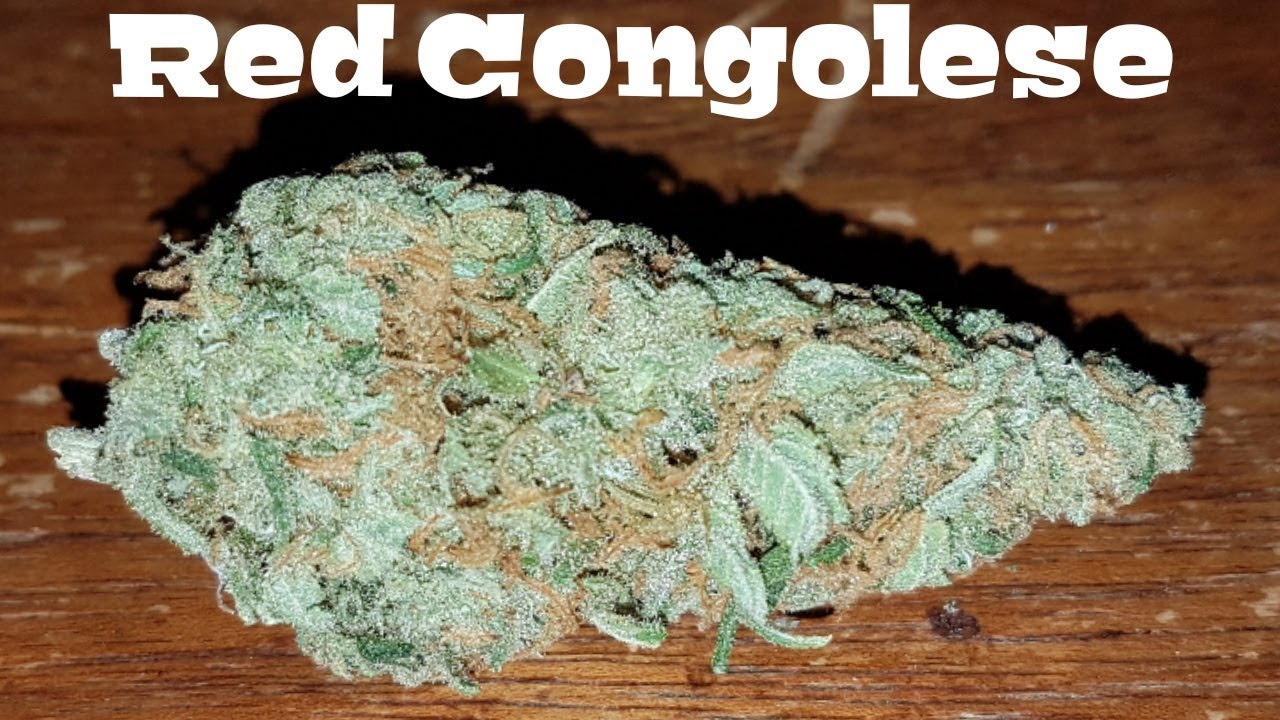 Strain Review - Red Congolese