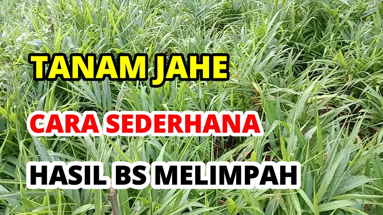 Budidaya Jahe Emprit, Pendapatan Bisa Melimpah