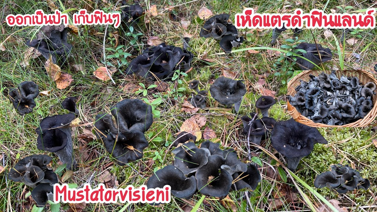 🍄22/9/21🍄เก็บเห็ดแตรดำฟินแลนด์ออกเป็นป่า เก็บป่าเดียวได้เต็มตะกร้า ฟินสุด