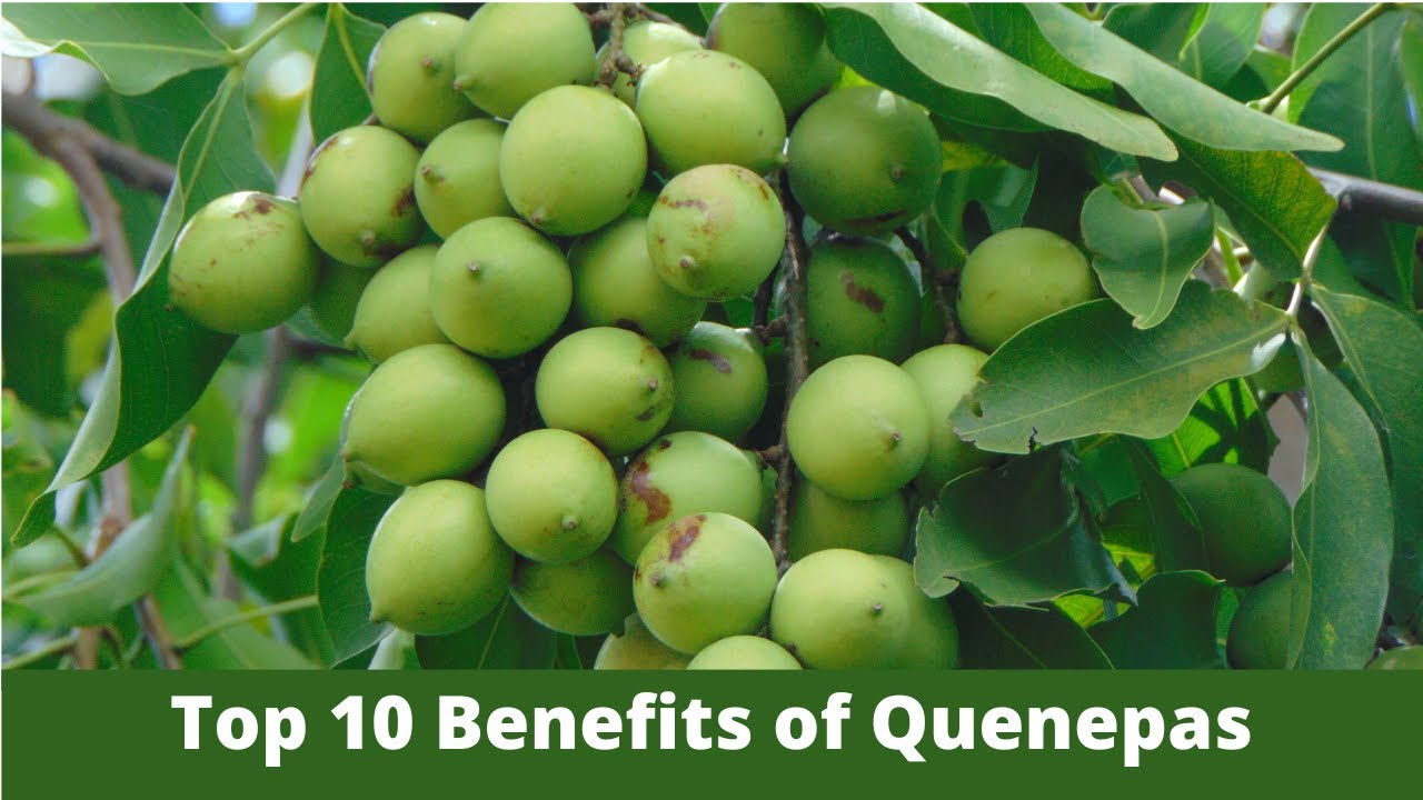 Top 10 Benefits of Quenepas #Spanishlimes #Quenepas #Guinep