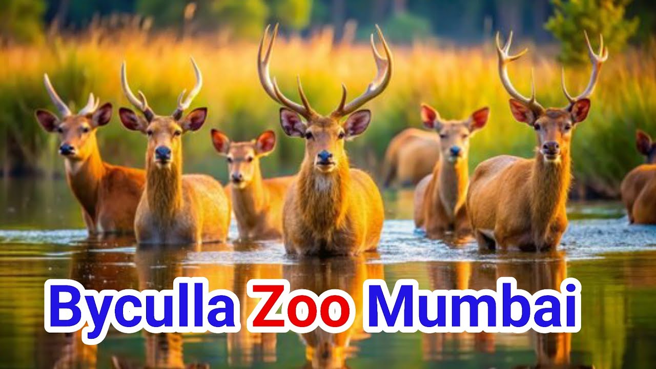 12 Singha Mumbai Byculla Zoo | 12 singh wala hiran | mumbai me gumane ka Jagah | 12 Singha